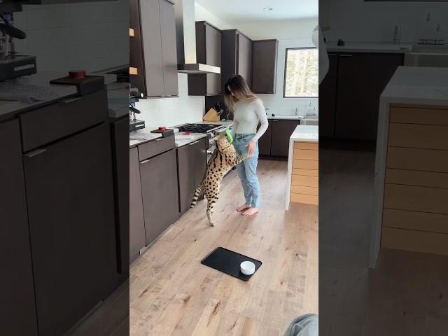 Chloe the Serval got sent a new toy!