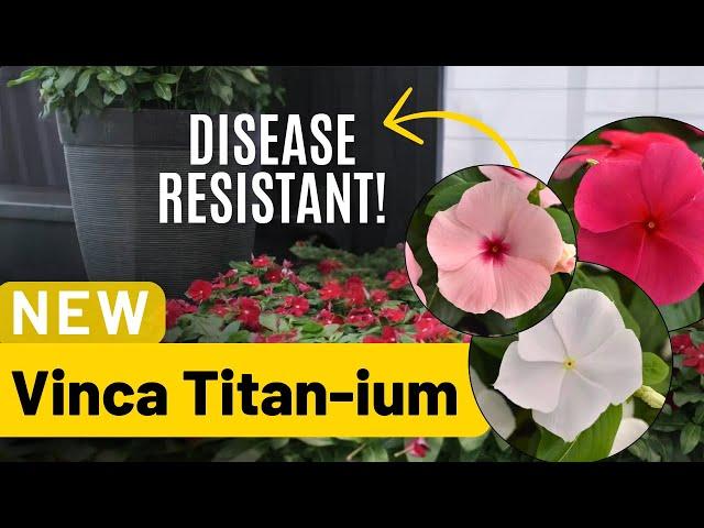 Meet the NEW disease resistant Vinca Titan-ium