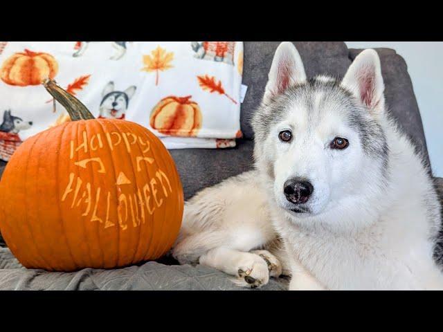 I think The Huskies are Ready for Halloween!