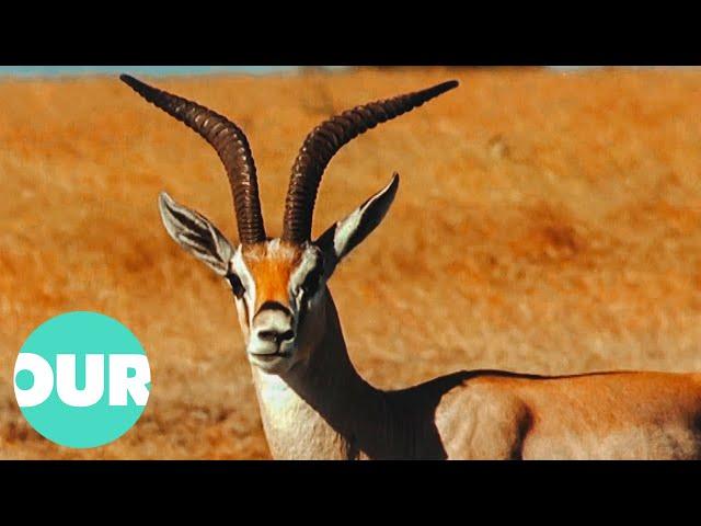 The Antelopes That Inhabit The Great Hunting Grounds Of Africa | Our World