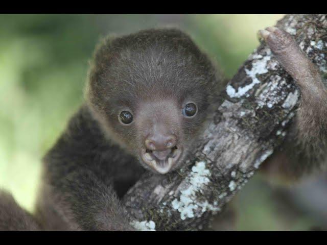 Rescate de perezosos y otras especies, APPC Panamá