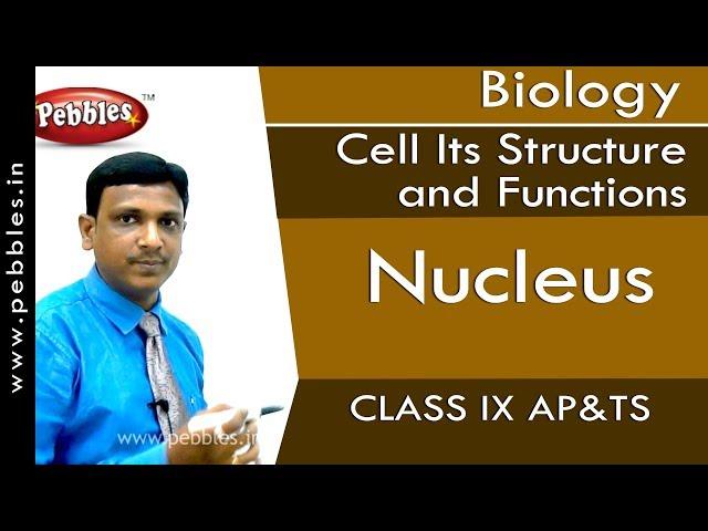 Nucleus : Cell Its Structure and Functions | Biology | Class 9