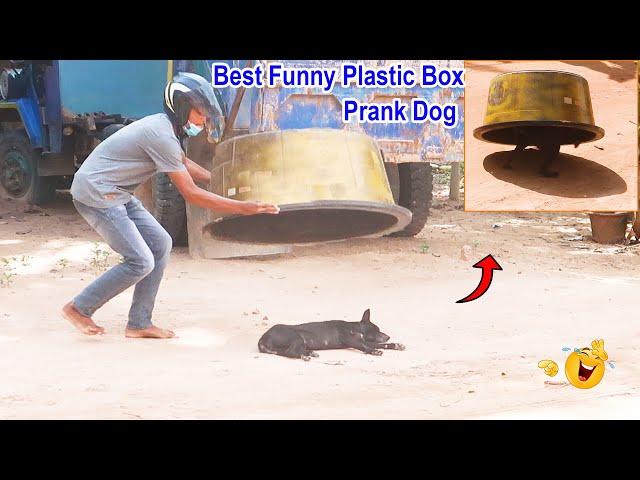 Best Funny Plastic Box Prank on Dog, Super Funny Video Must watch @슬롯보라