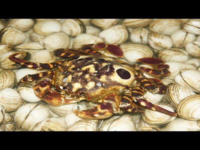 Xiao Ni ran into the sea to meet the seafood market, and the fighting clams had tiger head crabs.