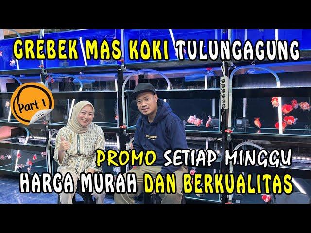 GREBEK GALLERY IKAN MAS KOKI DI TANGERANG // IKAN MURAH DAN BERKUALITAS #PART 1