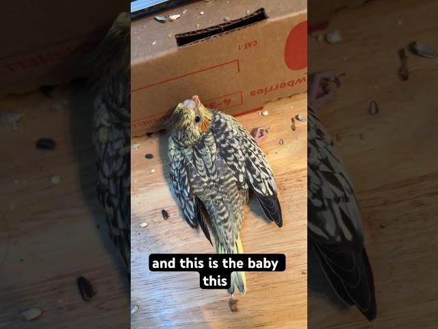 Lucy has some explaining to do  #cockatiel #parrot #birdfreaks #babybird #parakeet #cockatiels