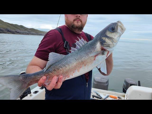 5lb Bass landed  Boat fishing Swansea south Wales #Bass #BullHuss #SeahogSamurai