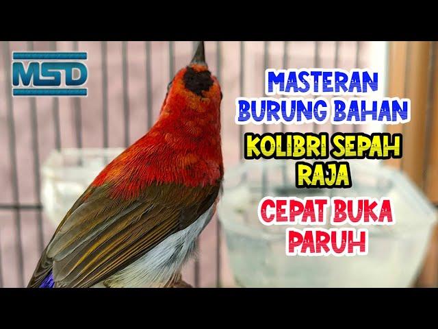 Kolibri Sepah raja gacor cocok untuk masteran burung bahan Full HD 1080p