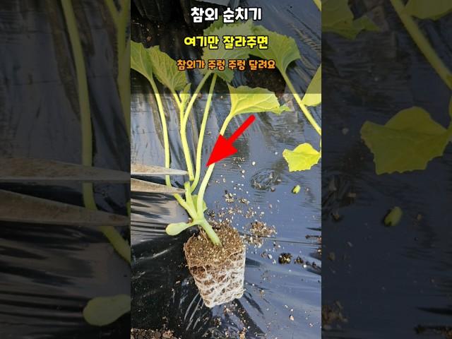 참외는 처음에 딱 여기만 잘라주면 참외가 주렁 주렁 달립니다 #참외순치기