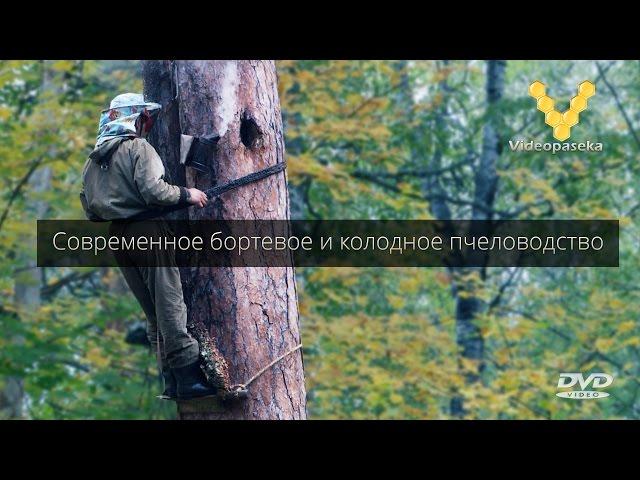 Современное бортевое и колодное пчеловодство