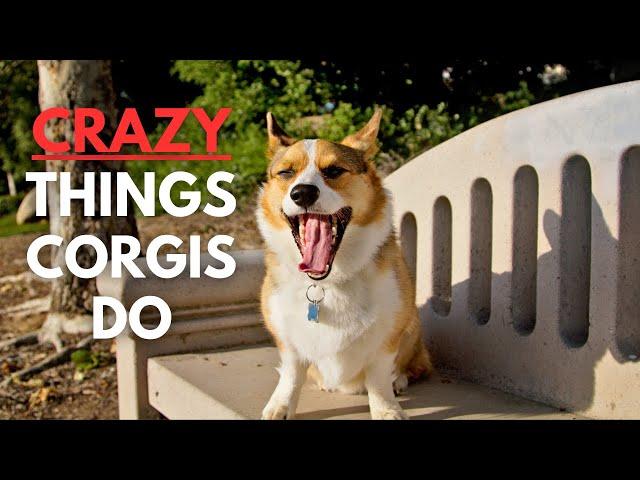 Crazy Things That Corgis Do - What's It Like to Own a Corgi