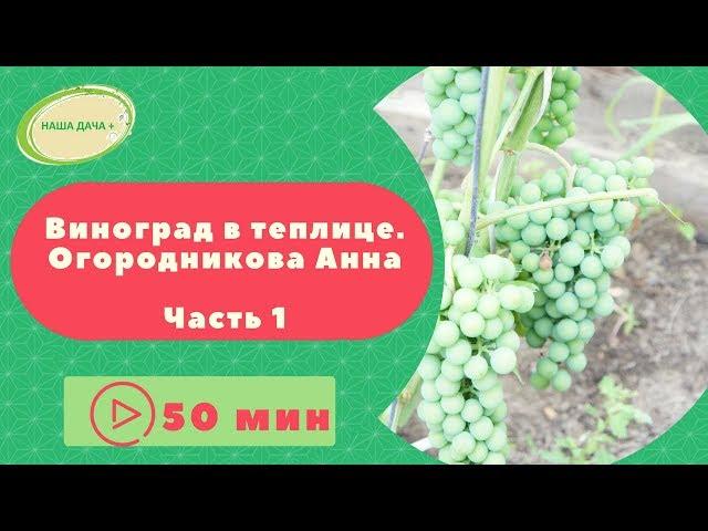 Виноград в теплице  Анна Огородникова  Часть 1