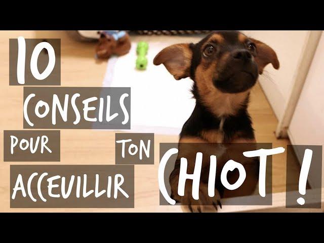 10 CONSEILS POUR TON CHIOT !! - TOOPET