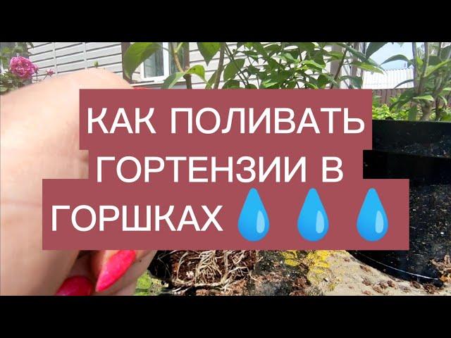 ПРО ПОЛИВ  ГОРТЕНЗИЙ В ГОРШКАХ 