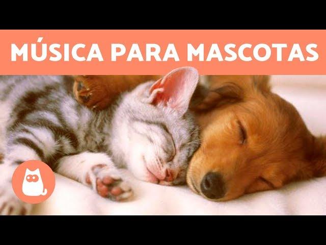 Música para Relajar Perros y Gatos  - ¡Más de 2 Horas de Música Relajante!