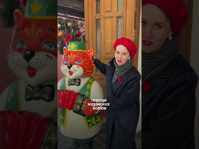 Почему в Казани так много котов?!