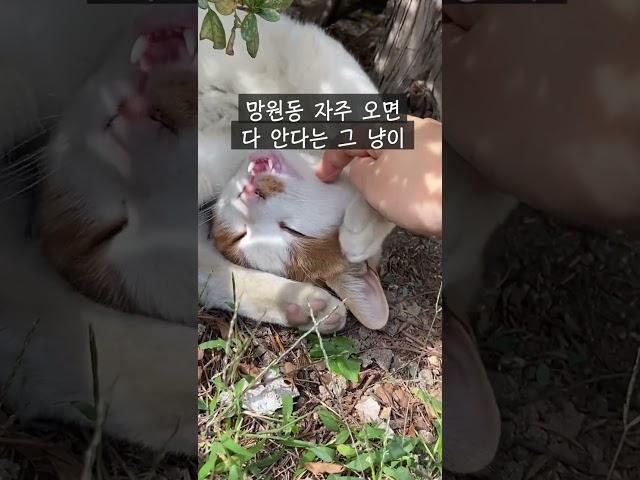 망원동 사람들은 다 안다는 그 치즈냥이 ㅎㅎ