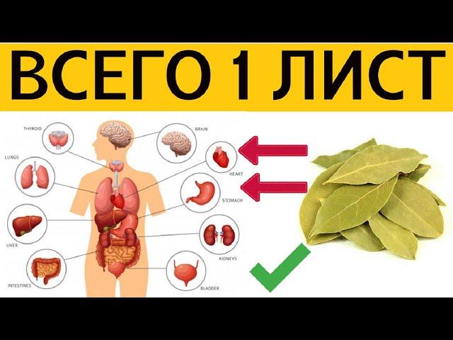  Лавровый лист лечебные свойства. Лавровый лист применение. Настойка лаврового листа