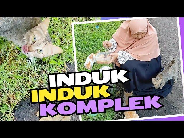 kasih makan kucing jalanan hamil dan menyusui kelaparan