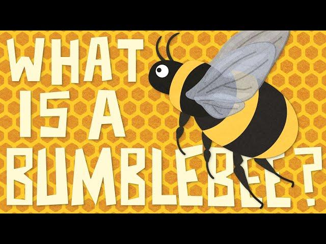 What is a Bumblebee Insect? It's  vs  - A Bumblebee vs Honeybee Showdown!