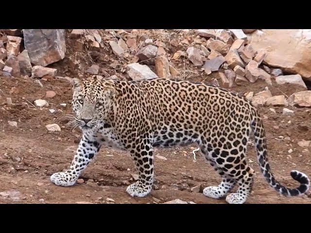 Male indian Leopard Ranthambore