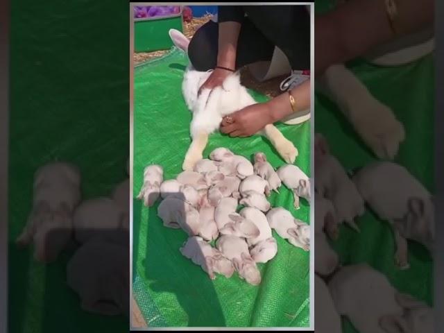 10baby rabbit giving birth  #shortsfeed #rabbit #tranding #bunny