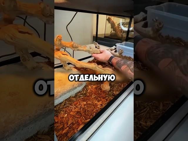 Красивый черный дракон #shorts