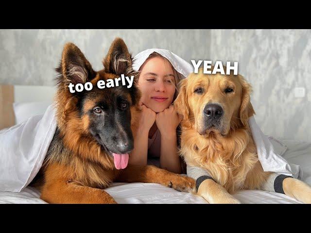 my dogs morning routine