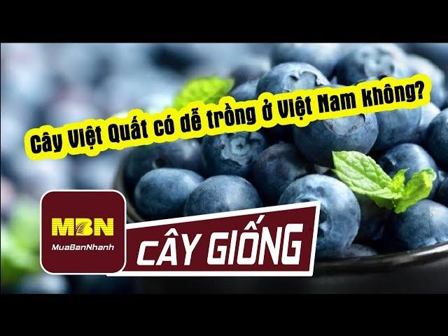 Cây Việt Quất có dễ trồng ở Việt Nam không? I MuaBanNhanh I Cây Việt Quất