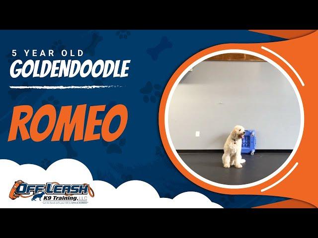 Romeo | 1 Week Board and Train | OLK9