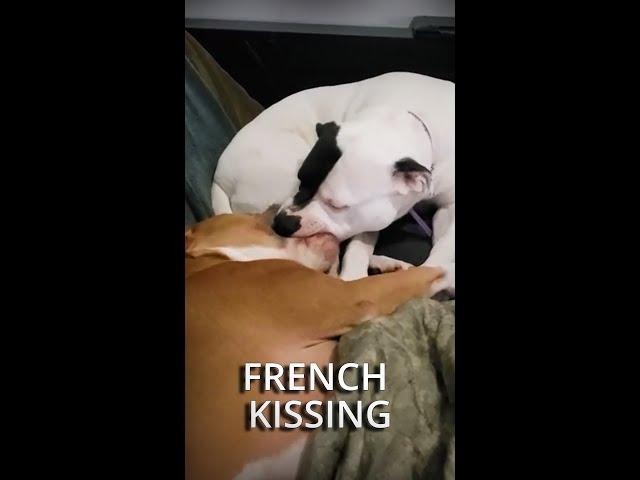 Dogs French Kissing Like a Boss  #Shorts
