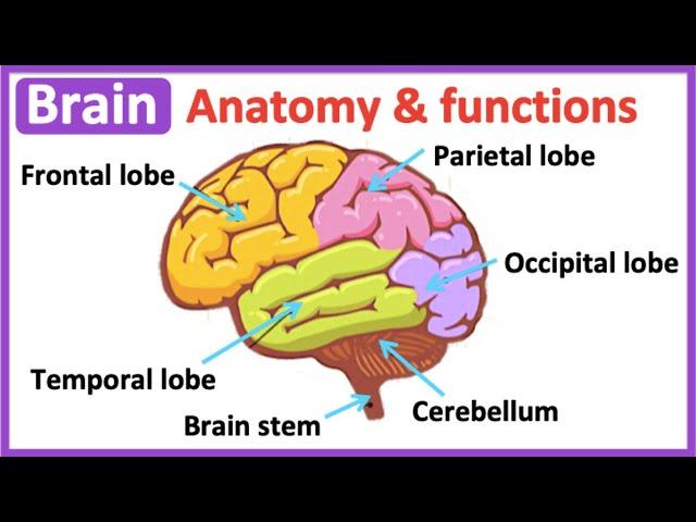 Brain anatomy & function | Easy science learning video