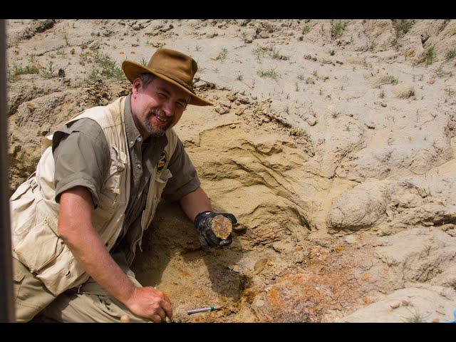 Discovering Dinosaurs with Walter Stein