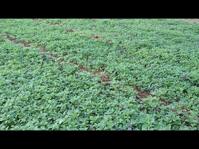 Leafy Vegetables Farming - Agriculture | Anup Archives | Free HD Video | No Copyright