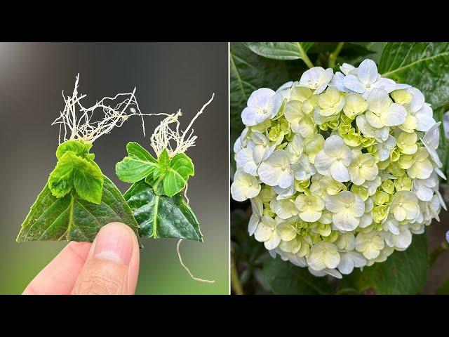 Unique way to propagate hydrangea leaves to produce new shoots super fast