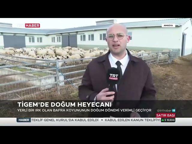 Amasya TİGEM’de Bafra ırkı koyunlarda doğum sezonu, bir koyun altız doğurdu | TRT Haber