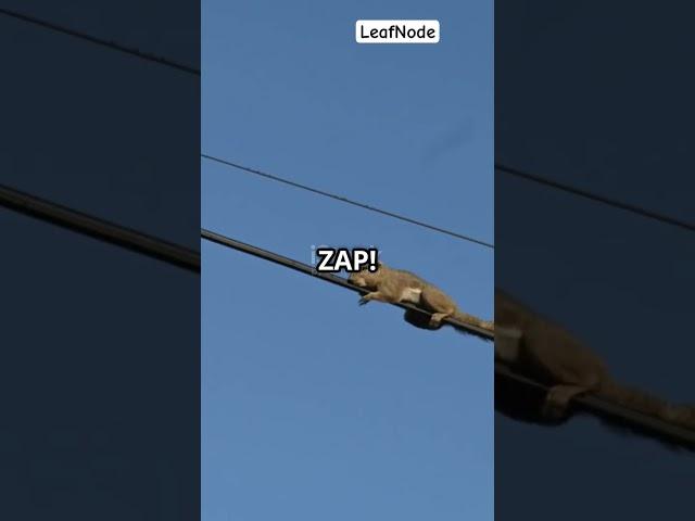 Why Birds Don't Get Electrocuted on Power Lines!