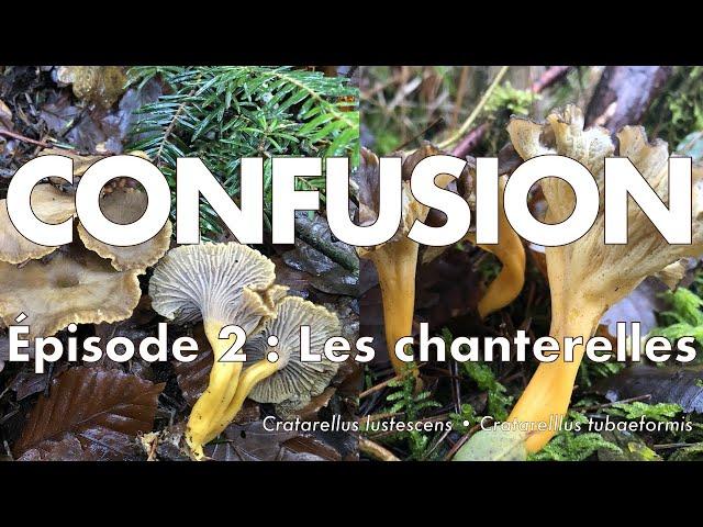 Identifier la chanterelle en tube et la chanterelle jaunissante