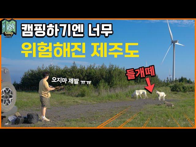 제주도 캠핑의 현실 | 제주도 ep2