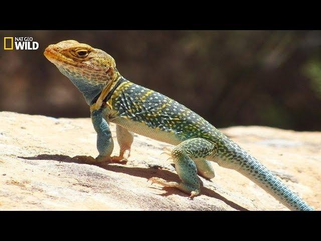 National Geographic Wild - Wild life of the reptiles lizards - BBC