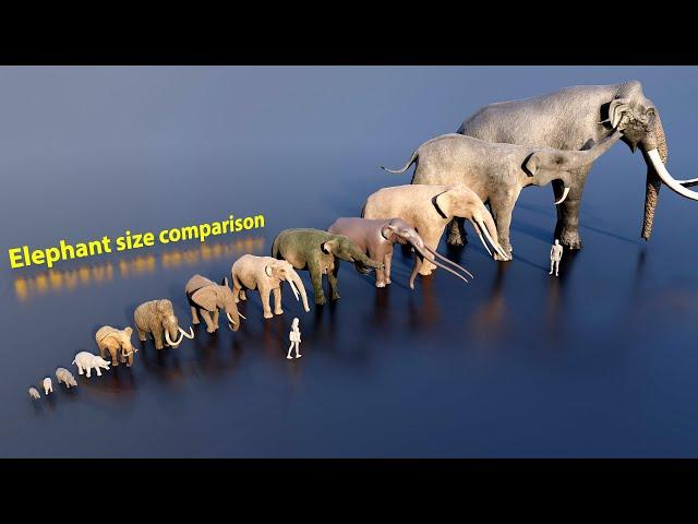 Elephant size comparison (3D animation) #animation