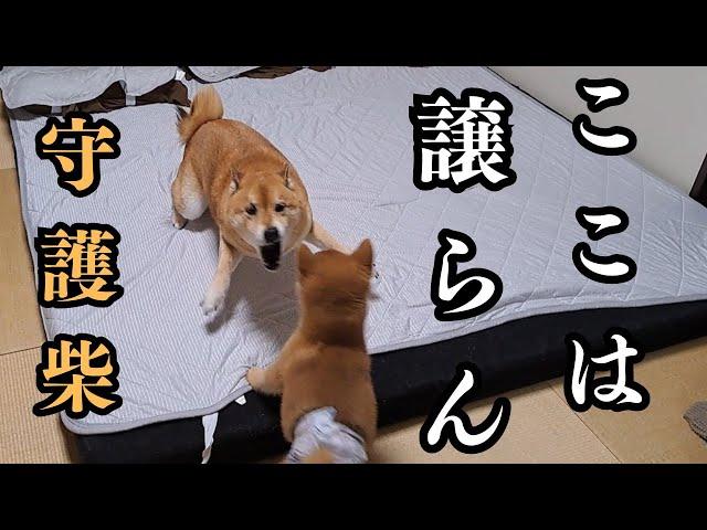 【柴兄弟】自分の聖域に侵入する小僧から、大事なお布団を守る柴犬が可愛い