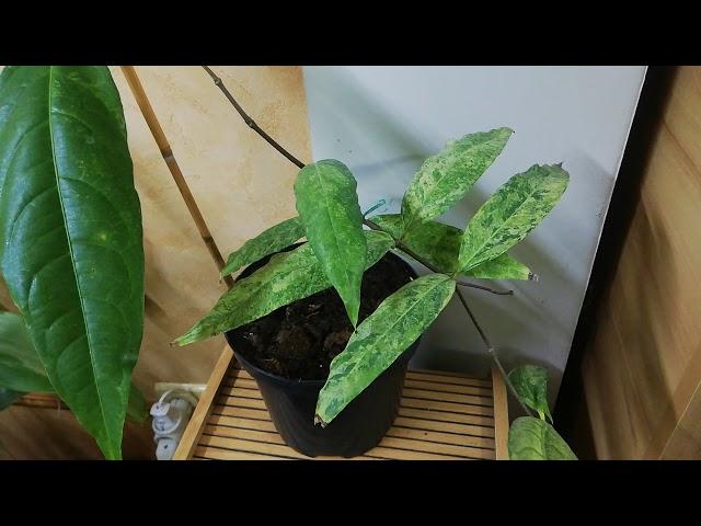Hiptage benghalensis variegated Хиптаж бенгальский вариегатный