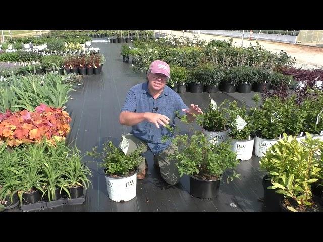 Online Spring Plant Sale - Itea virginica 'Henry's Garnet' and 'Little Henry'