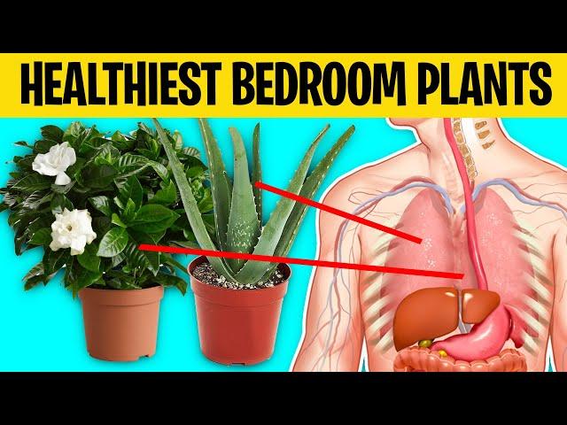 7 Healthiest Plants You Should Keep In Your Bedroom For a Healthy Lifestyle