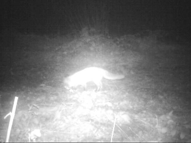 Fox at Briddlesford Woods