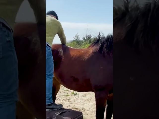 *INSTANT REACTION* WATCH THIS HORSE PROCESS HIS ADJUSTMENT  Animal Chiropractor