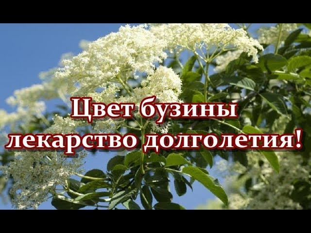 Цвет бузины - лекарство долголетия!