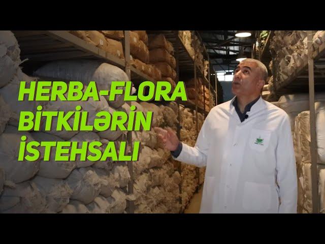 Herba-Flora Bitkilərin istehsalı | Fizuli Hüseynov