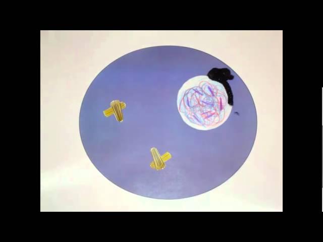 Mitosis